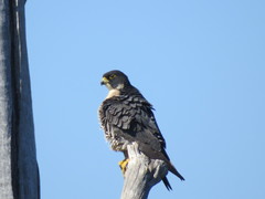 Falco peregrinus minor