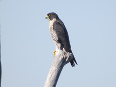 Falco peregrinus minor