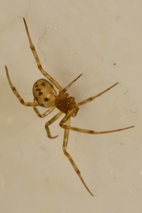 Steatoda triangulosa