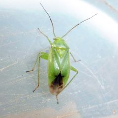 Neolygus contaminatus