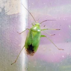 Neolygus contaminatus