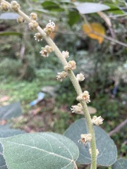 Croton magdalenensis