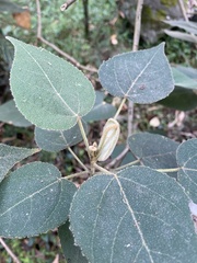 Croton magdalenensis