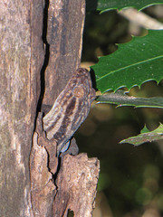 Blaesodactylus sakalava