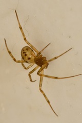 Steatoda triangulosa