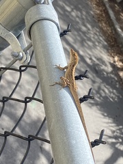 Anolis sagrei