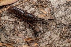 Procambarus versutus