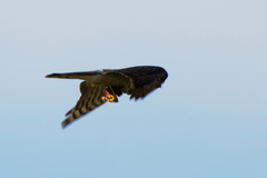 Accipiter nisus nisus