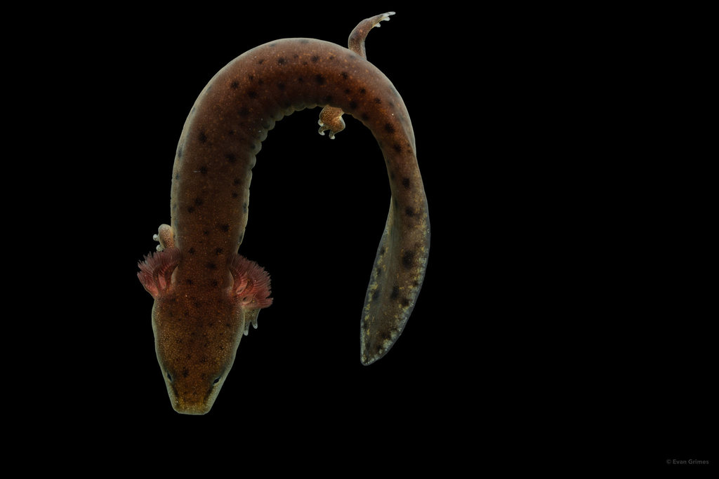 Escambia Waterdog