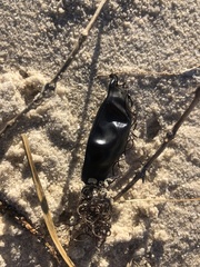 Haploblepharus pictus