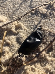 Haploblepharus pictus