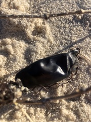 Haploblepharus pictus