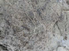 Lithobiomorpha