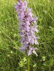 Dactylorhiza maculata