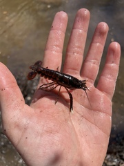 Procambarus versutus
