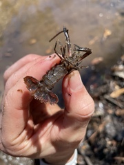 Procambarus versutus