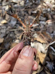 Procambarus versutus