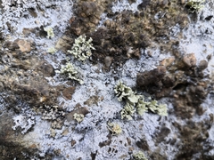 Fungi