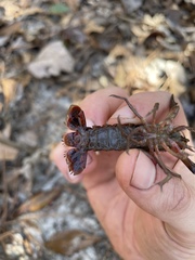 Procambarus versutus