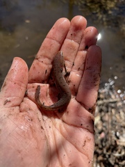 Necturus mounti