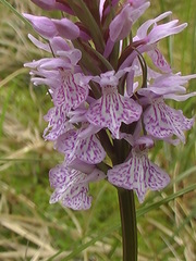 Dactylorhiza