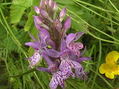 Dactylorhiza fuchsii