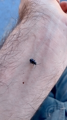 Macrohaltica transversa