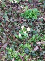 Primula vulgaris