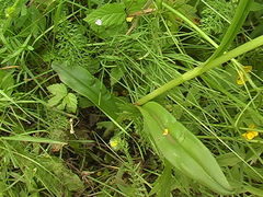 Dactylorhiza fuchsii