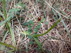 Euphorbia adenoptera