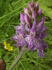 Dactylorhiza fuchsii