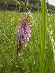Dactylorhiza