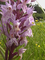 Dactylorhiza