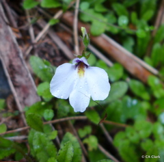 Mazus radicans
