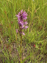 Dactylorhiza