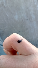 Macrohaltica transversa