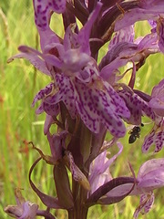 Dactylorhiza
