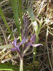 Dactylorhiza incarnata