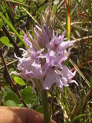 Dactylorhiza