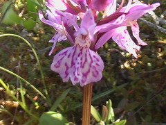 Dactylorhiza