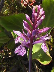 Dactylorhiza