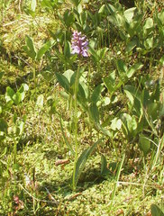 Dactylorhiza