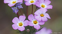 Leptosiphon montanus