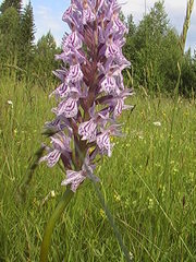 Dactylorhiza maculata