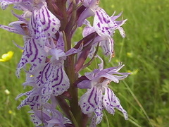 Dactylorhiza maculata