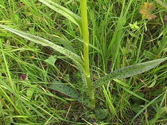 Dactylorhiza maculata