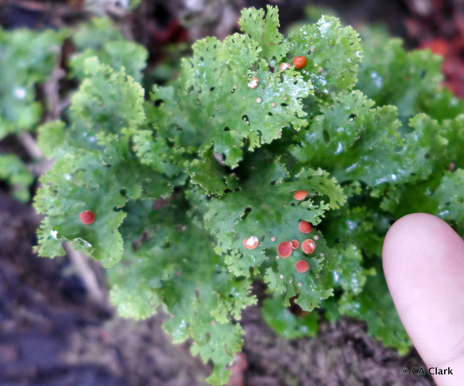 Sticta filix image