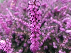 Erica carnea