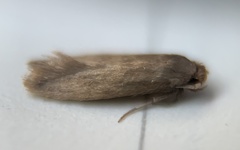 Phaeoses sabinella