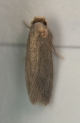 Phaeoses sabinella